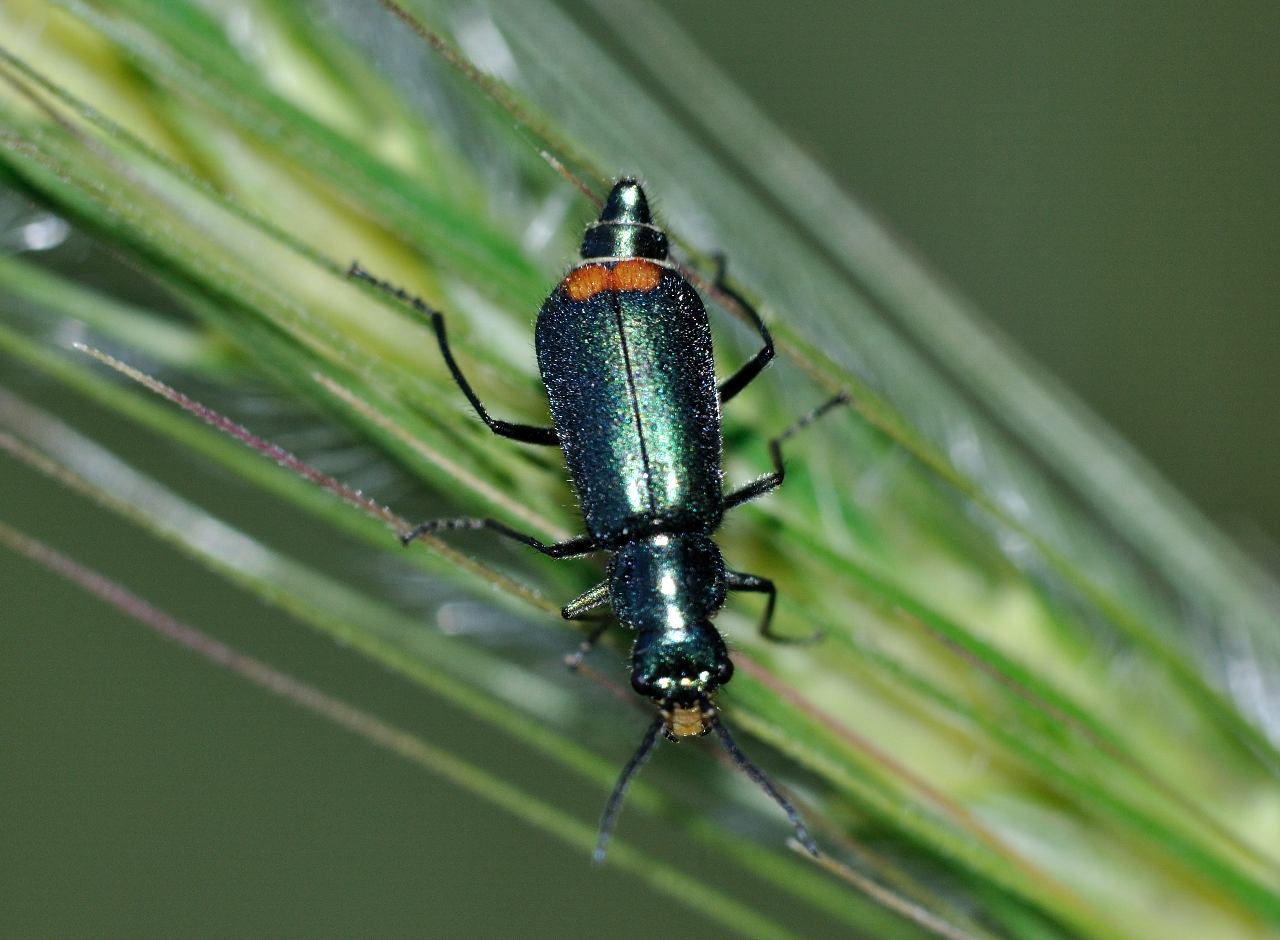 Malachius bipustulatus ?